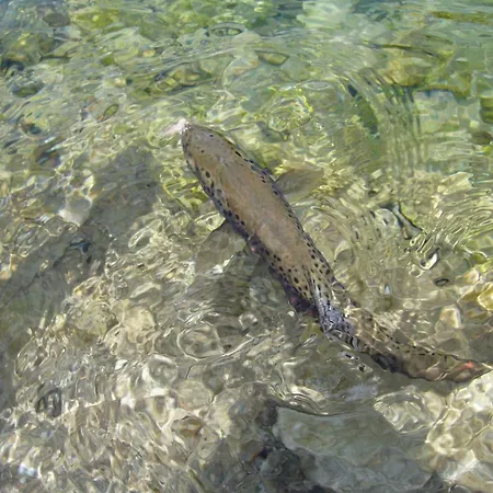 Lägenhetshotell Und Almroesl 4*