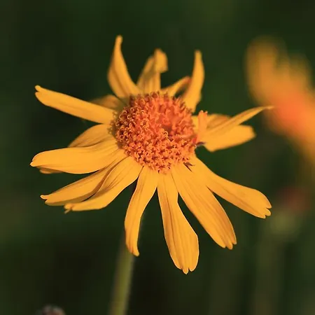 Lejlighedshotel Und Almroesl 4*