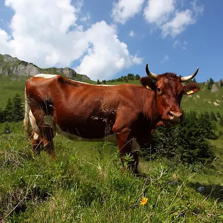 Lejlighedshotel Und Almroesl Karteis