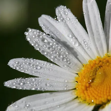 Lejlighedshotel Und Almroesl 4*