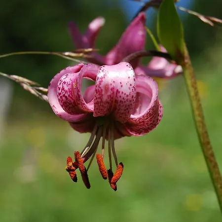 Und Almroesl Lägenhetshotell 4*