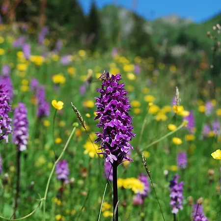 Und Almroesl Karteis